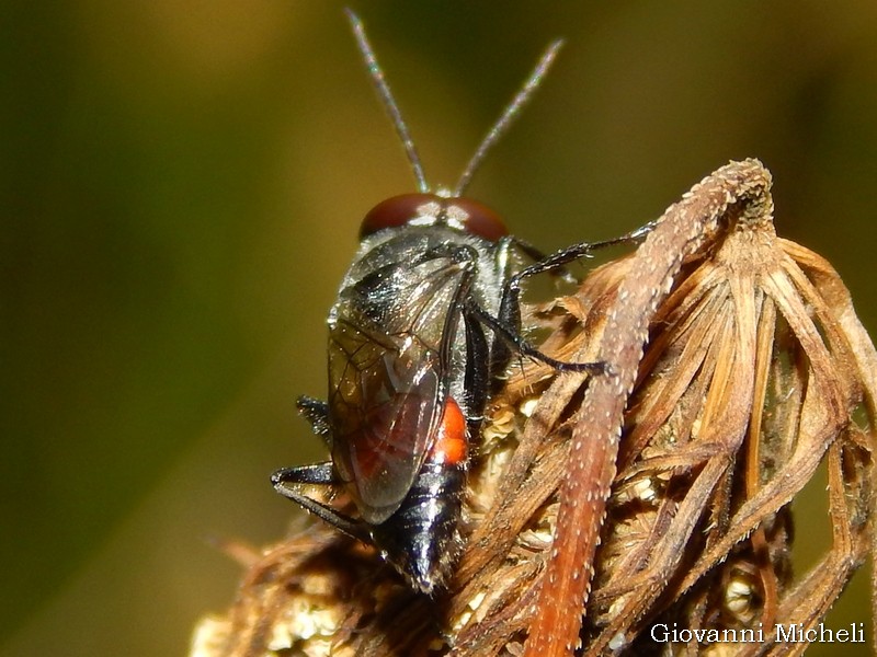 Astata sp. (Crabronidae)